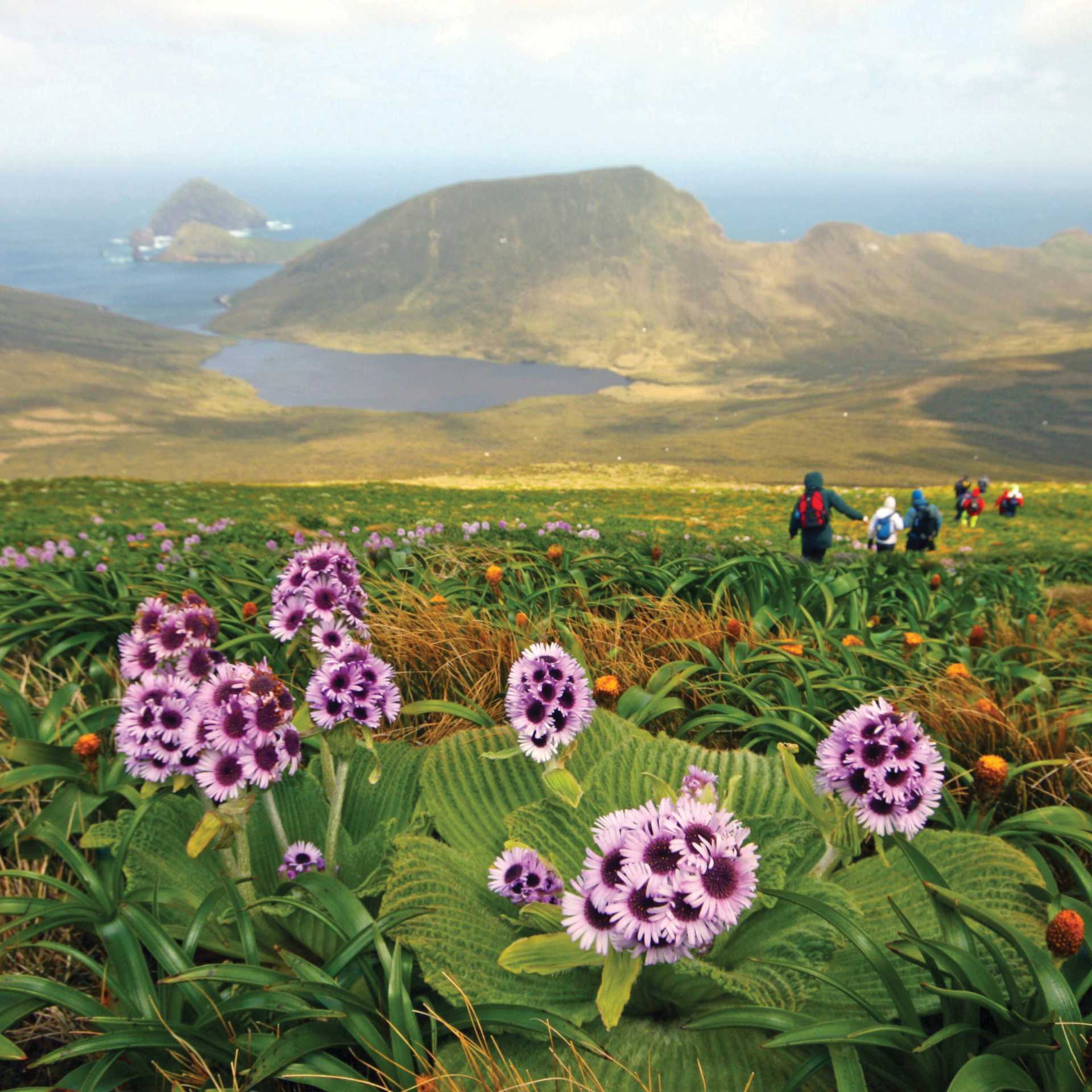 Megaherb field descending from Mount Honey, Campbell Island