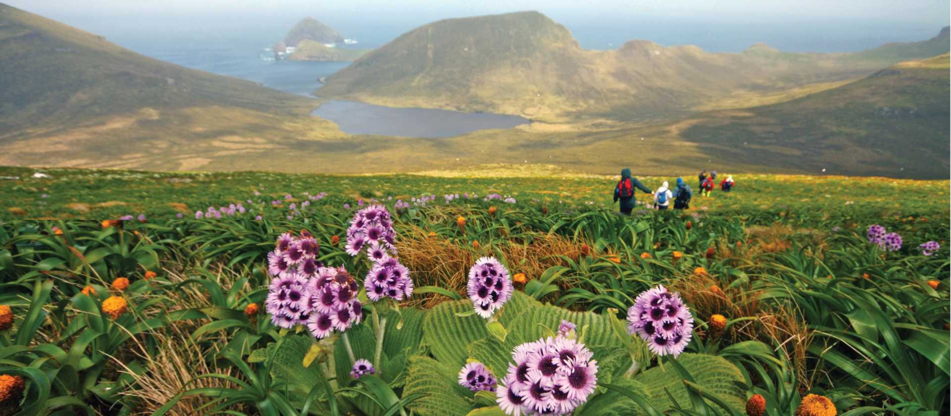 Megaherb field descending from Mount Honey, Campbell Island