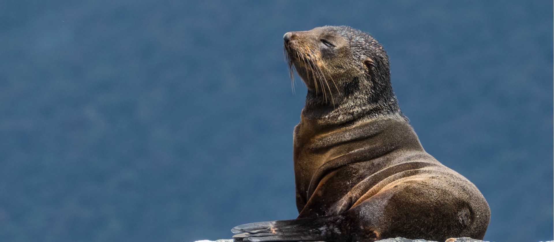 A young New Zealand Fur Seal | K Riedel