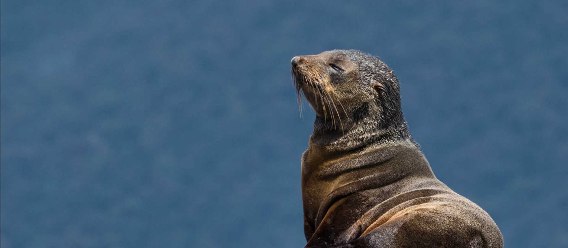 A young New Zealand Fur Seal | K Riedel