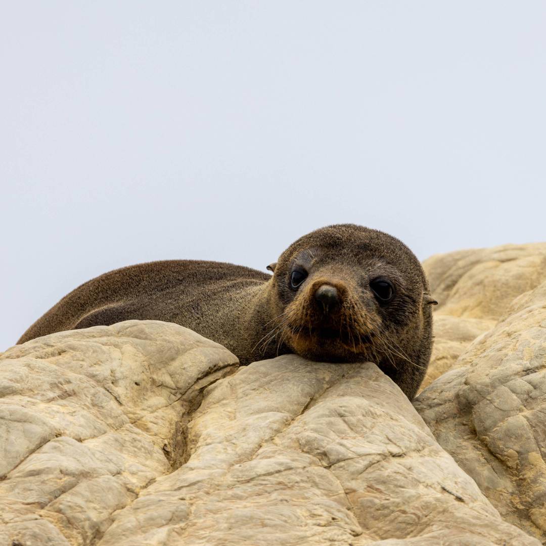 A New Zealand Fur Seal pup lays idly | T Henderson