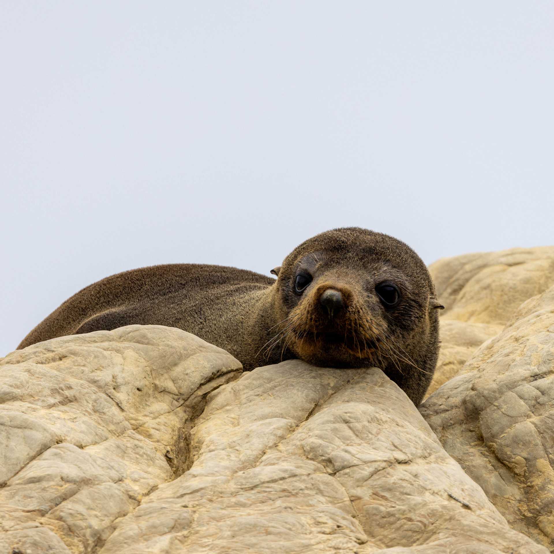 A New Zealand Fur Seal pup lays idly | T Henderson