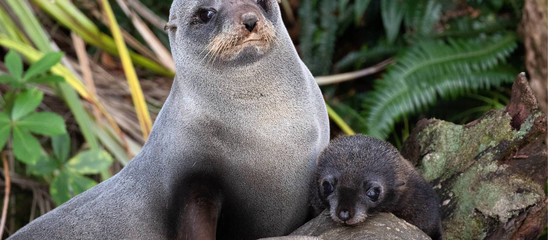 New Zealand Fur Seals | S Todd