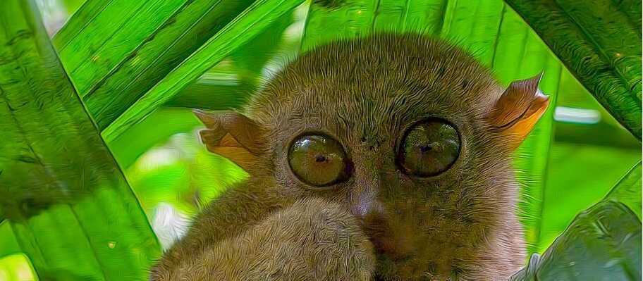 The tiny Philippine Tasier, Bohol Island | copyright rayinmanila,flickr