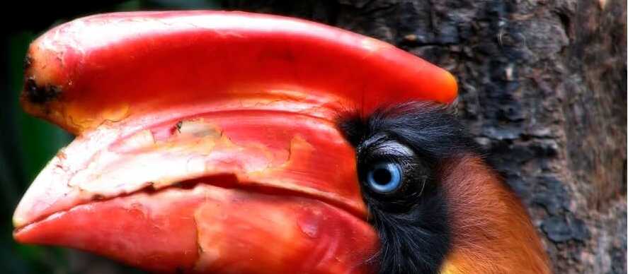 The impressive Rufous Hornbill | hanssplinter,flickr