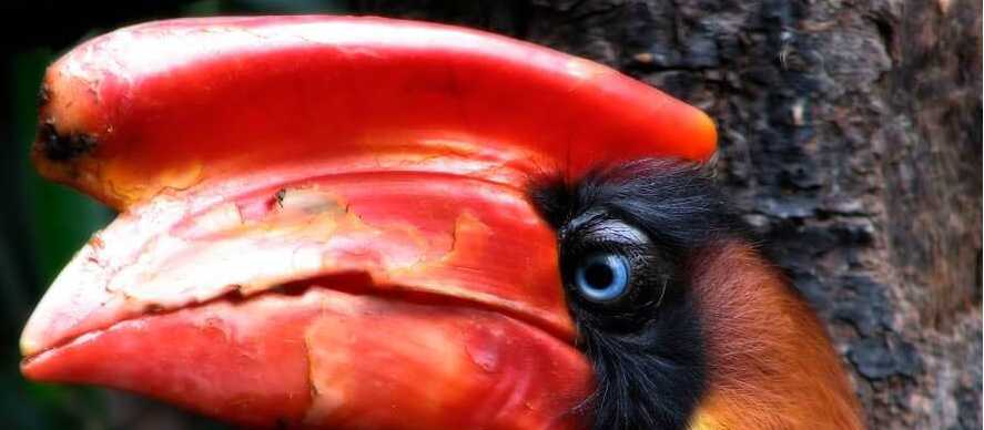 The impressive Rufous Hornbill | hanssplinter,flickr