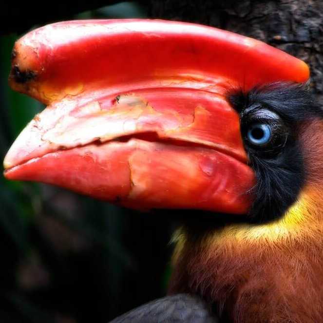 The impressive Rufous Hornbill | hanssplinter,flickr