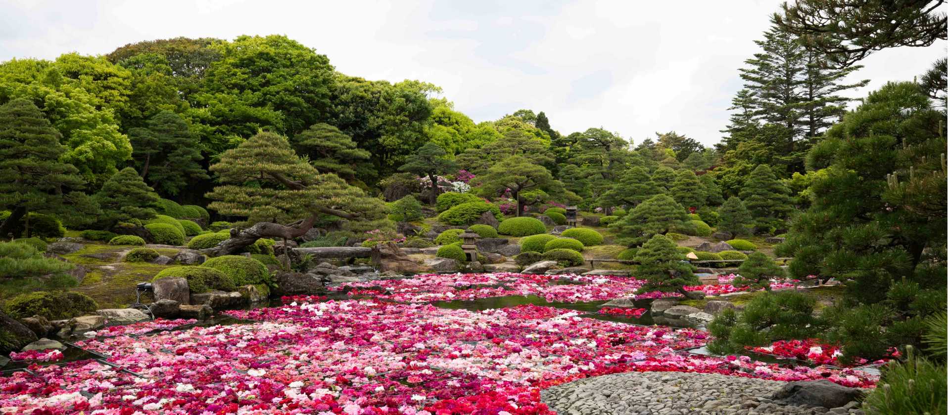 Peony's in bloom at Yuushien Garden in Matsue | Cathy Finch