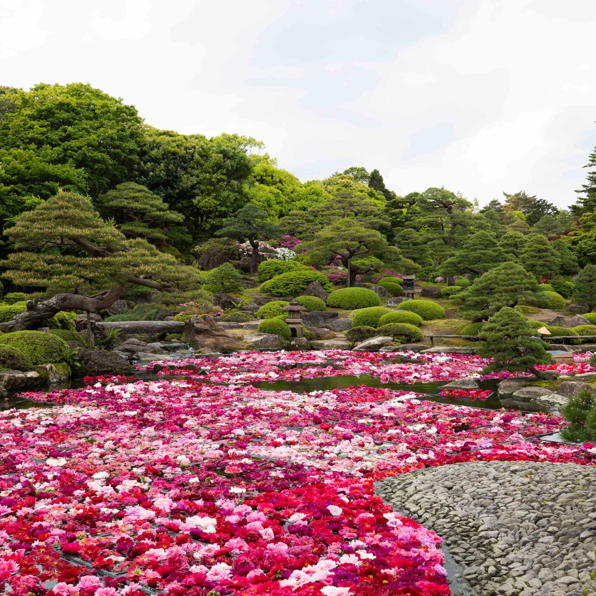 Peony's in bloom at Yuushien Garden in Matsue | Cathy Finch