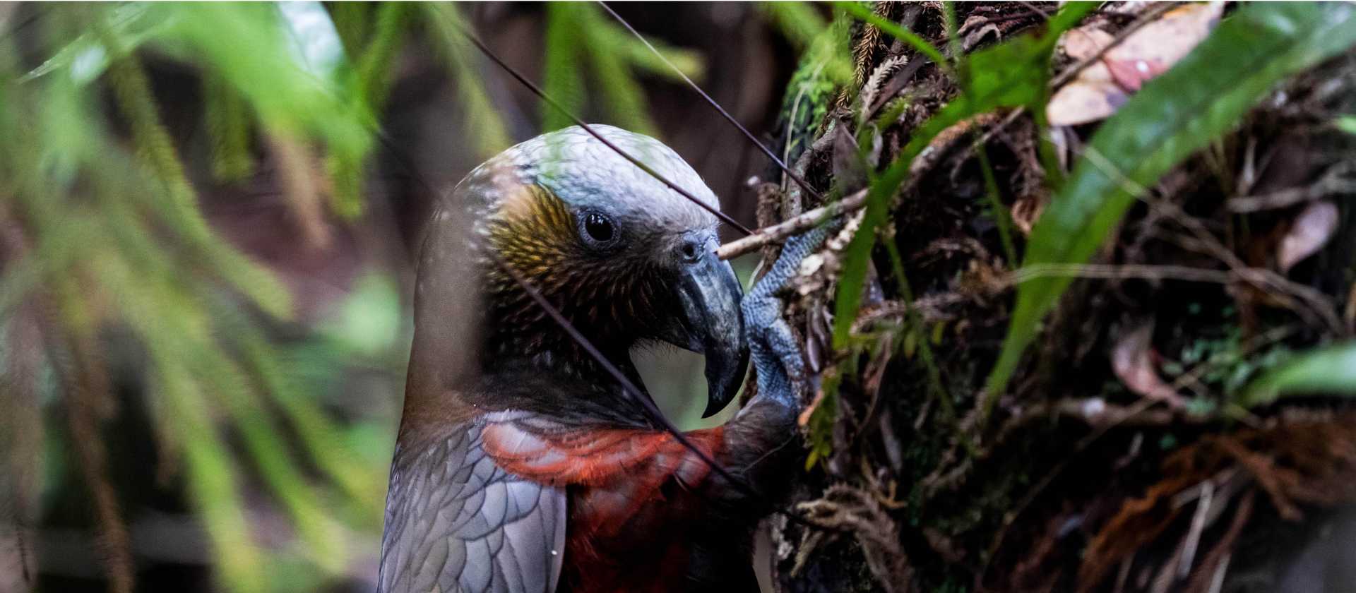 Kaka Stewart Island | C Finch