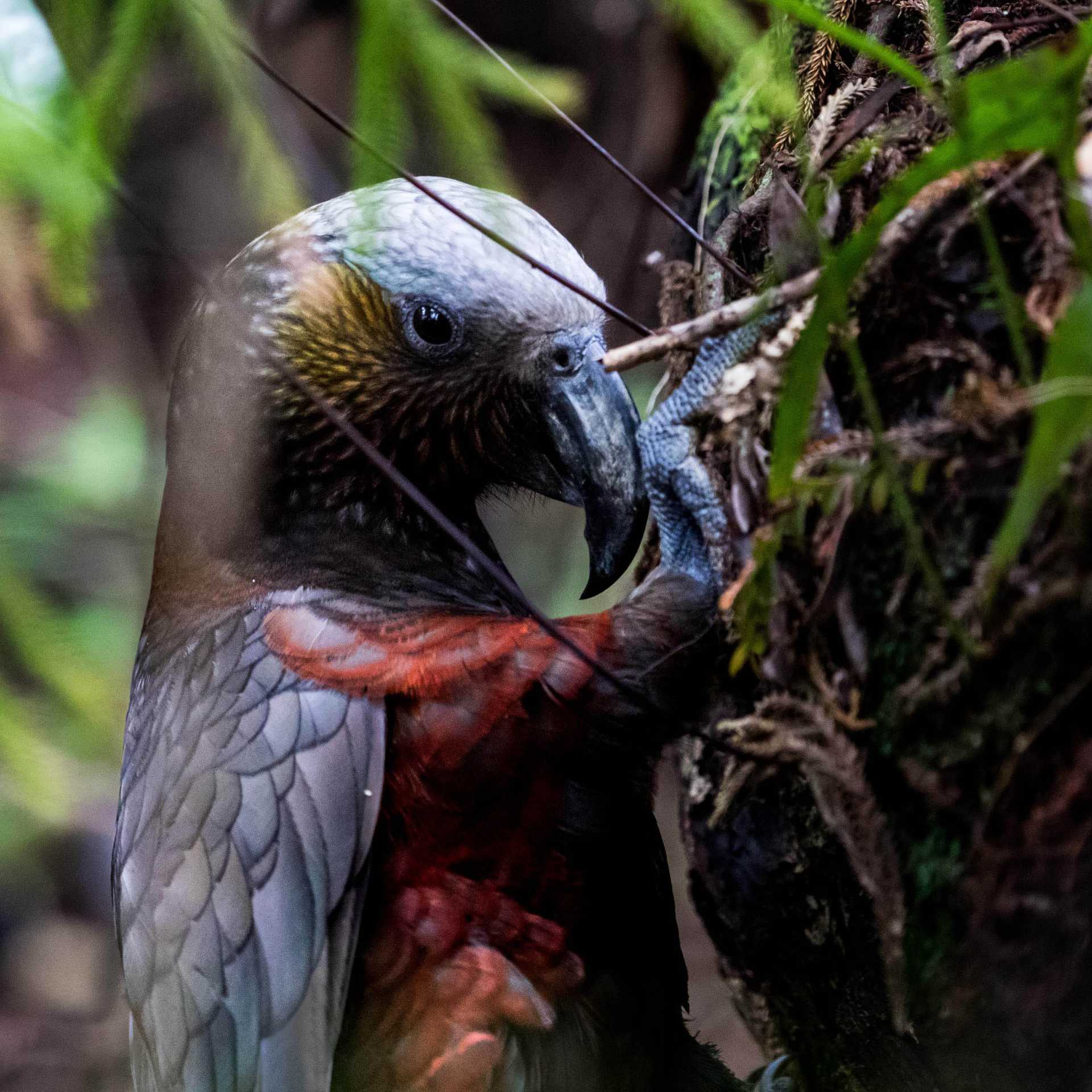 Kaka Stewart Island | C Finch