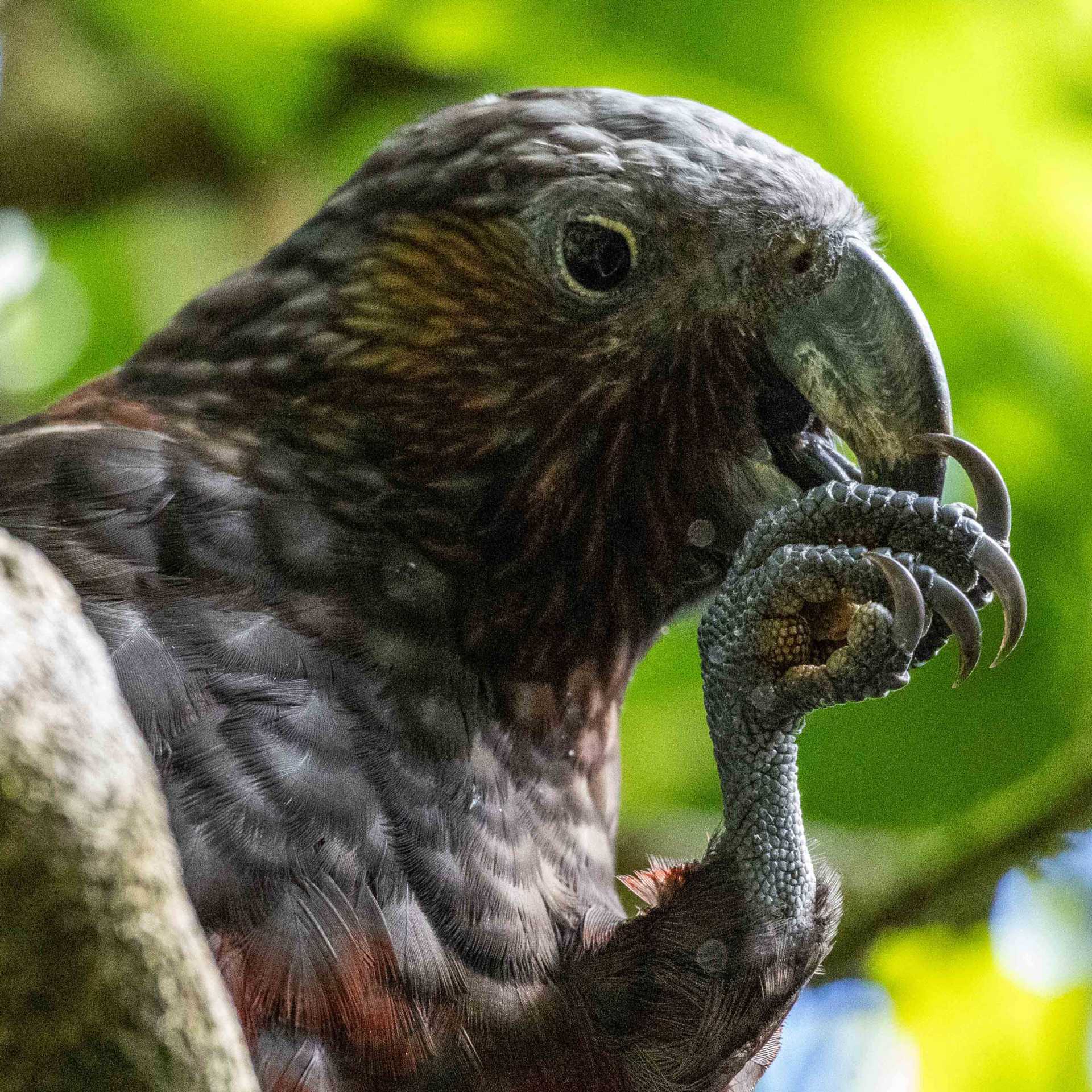 The Kaka bird | Cathy Finch