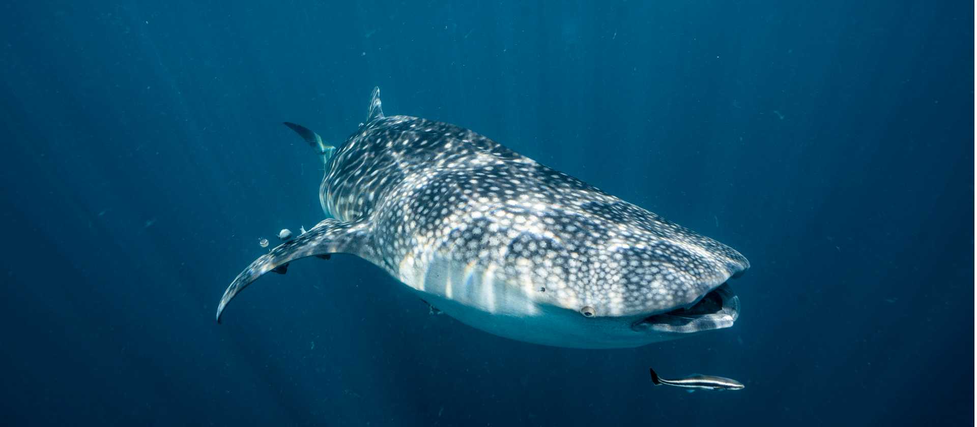 Snorkelling with Whale Sharks | Fiona Wardle