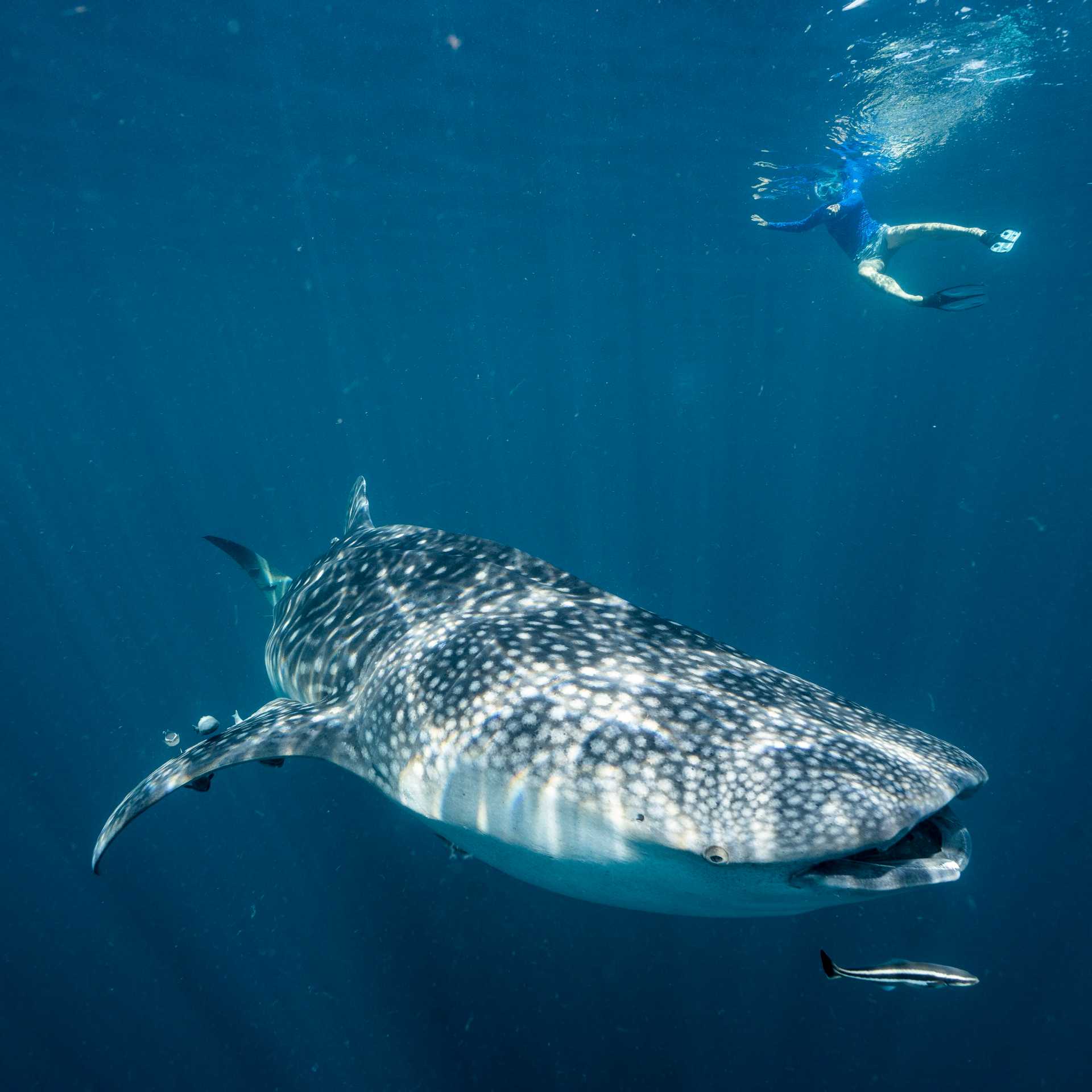 Snorkelling with Whale Sharks | Fiona Wardle