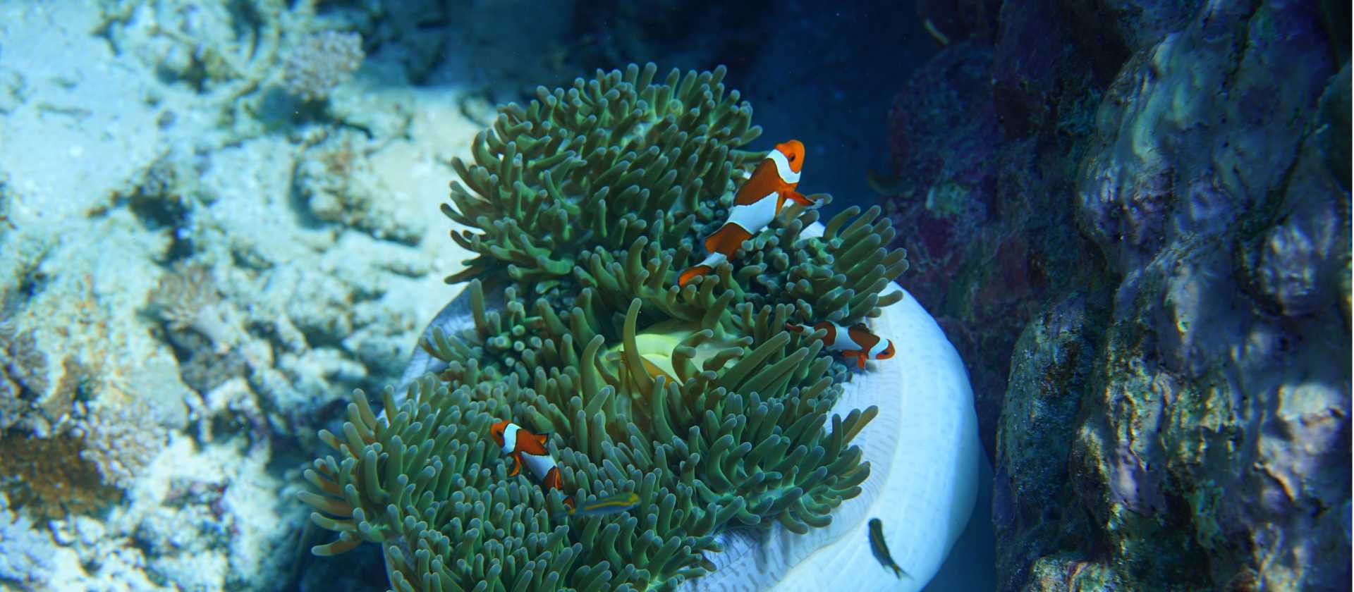 White Anemone | Courtney Rayes