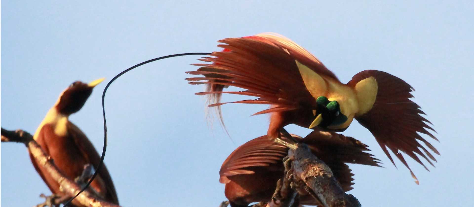 Birds of Paradise, Raja Amput | D Brown