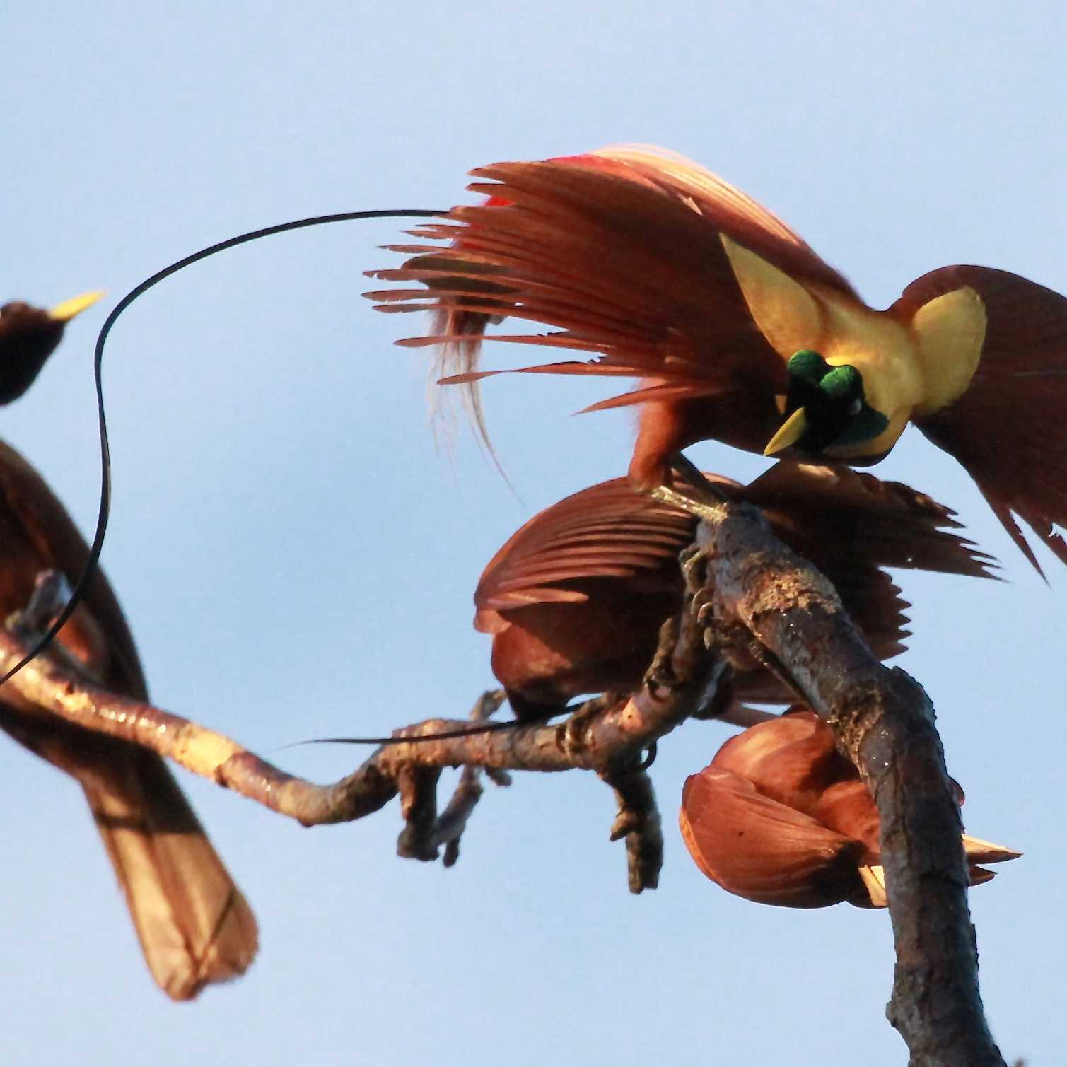 Birds of Paradise, Raja Amput | D Brown