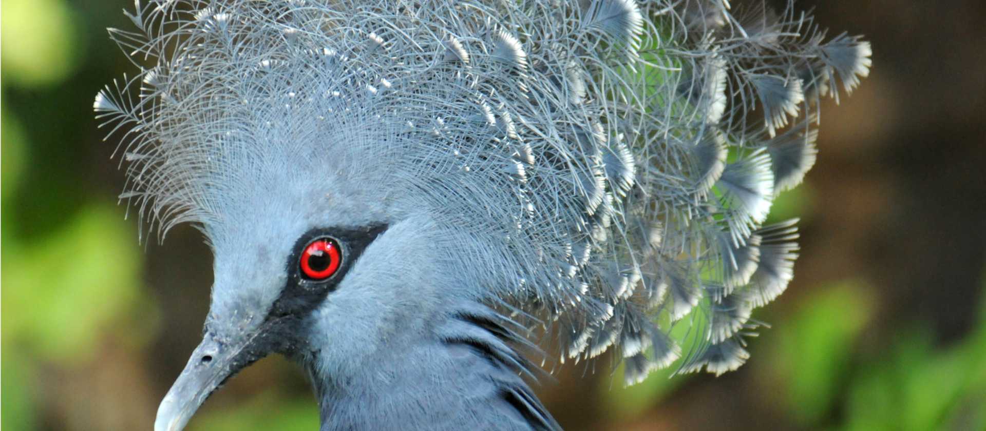 The Victoria Crowned pigeon is native to New Guinea | Aaron Russ