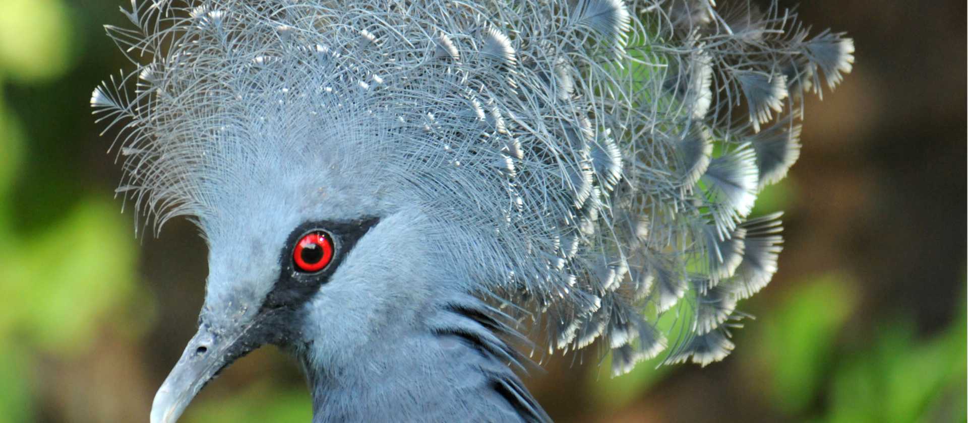 The Victoria Crowned pigeon is native to New Guinea | Aaron Russ