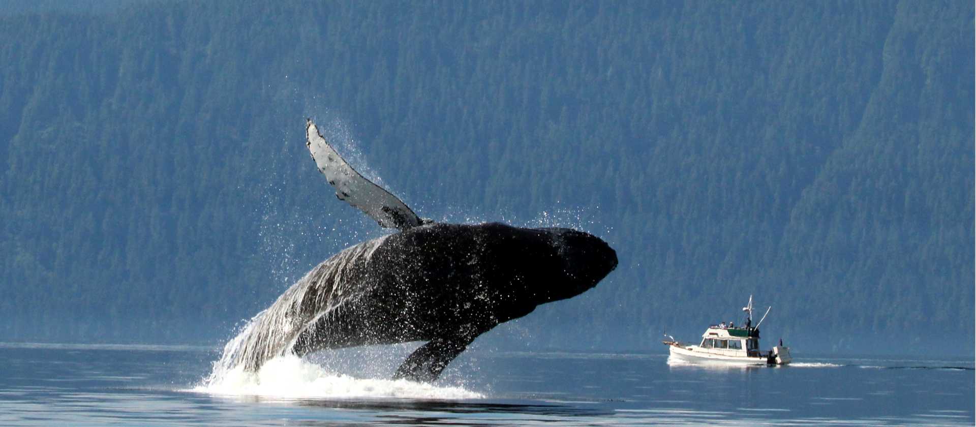A wide variety of whale species migrate to feed in the nutrient rich waters of Alaska