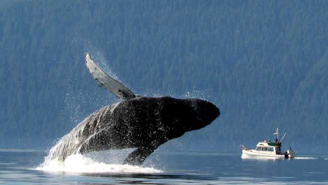 A wide variety of whale species migrate to feed in the nutrient rich waters of Alaska