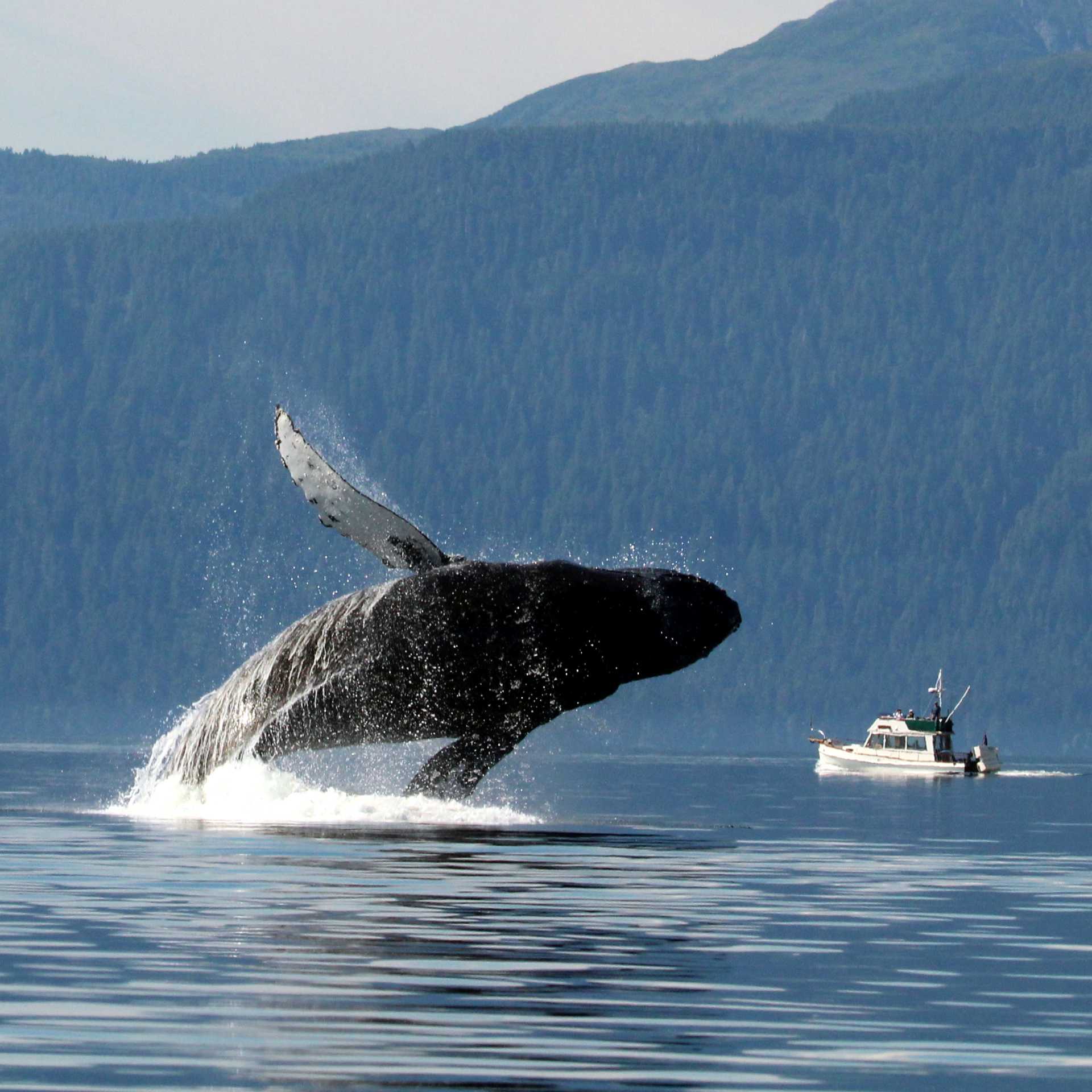 A wide variety of whale species migrate to feed in the nutrient rich waters of Alaska