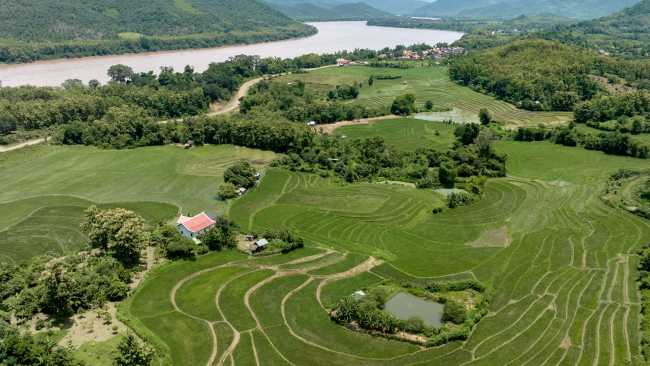 The fertile banks of the Mekong River, Laos