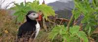 Atlantic Puffin on Iceland's Vestmann Islands | Valerie Deltour