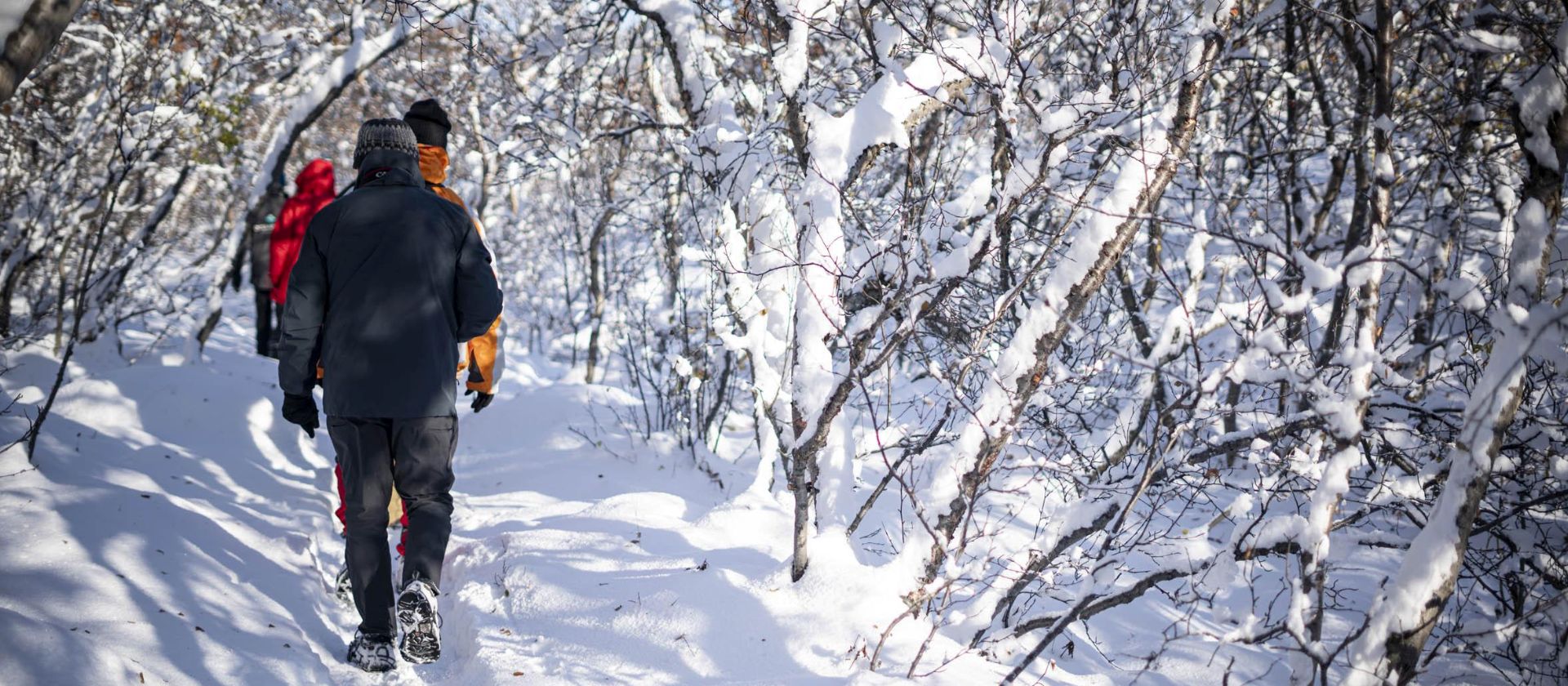 Iceland walkers follow a snow-covered forest trail among frosted trees | Jacques Marais