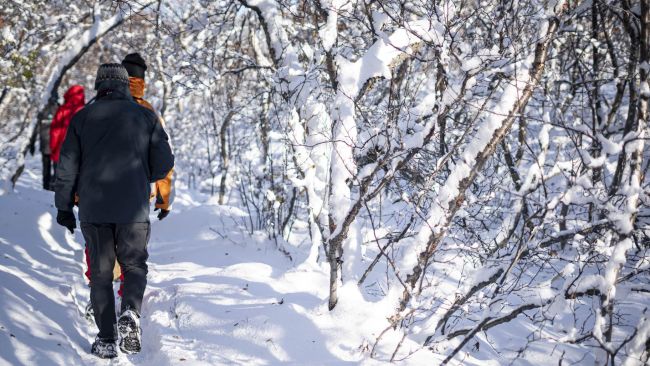 Iceland walkers follow a snow-covered forest trail among frosted trees | Jacques Marais