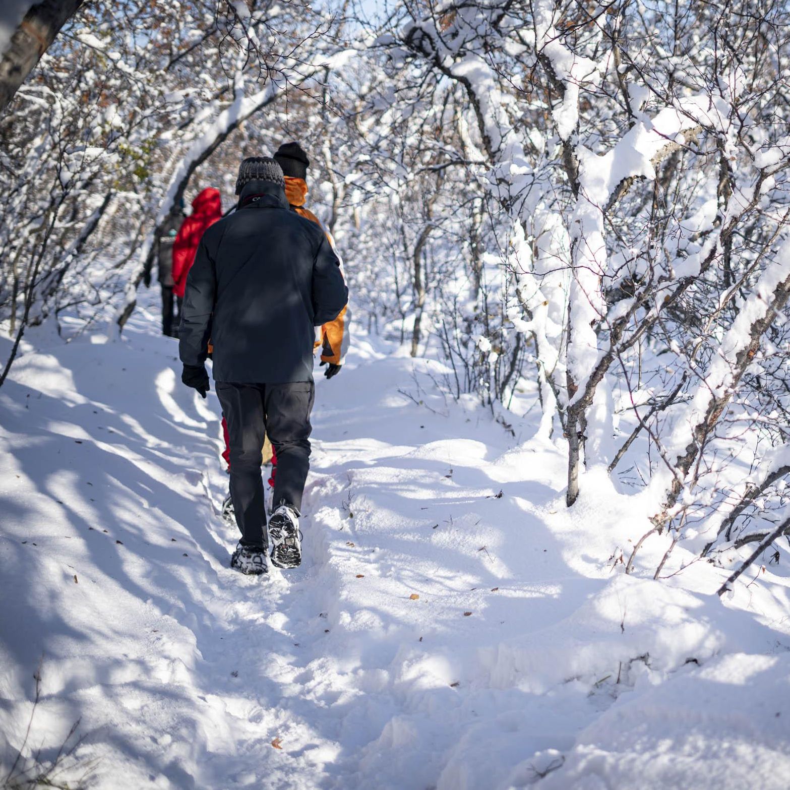Iceland walkers follow a snow-covered forest trail among frosted trees | Jacques Marais