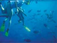 Fish feed in the Maldives |  Bec Leorke