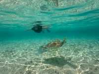 Close encounter with a green turtle |  Rachel Imber