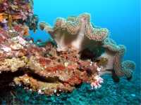 Stunning coral colours under the sea