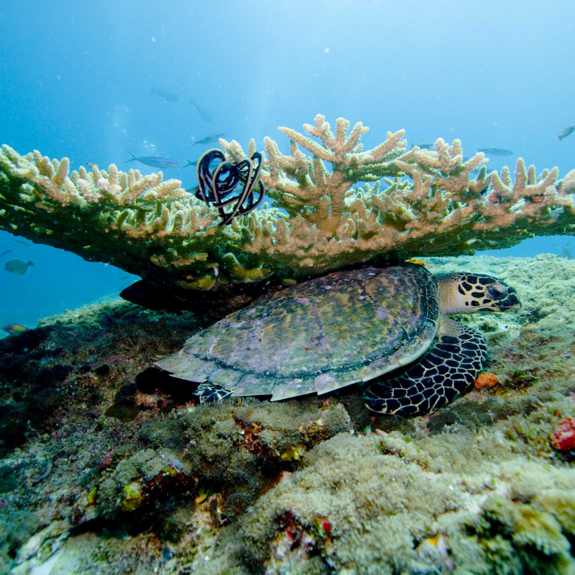 Beautiful underwater scenes
