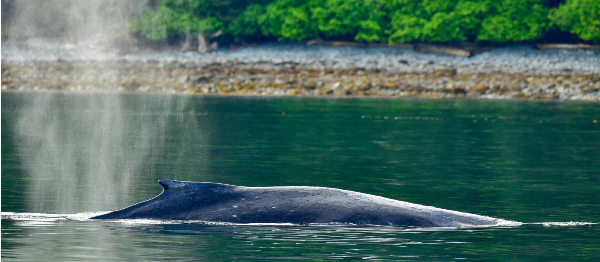 Wildlife is a unique focus on trips to Haida Gwaii | Phillip Stone