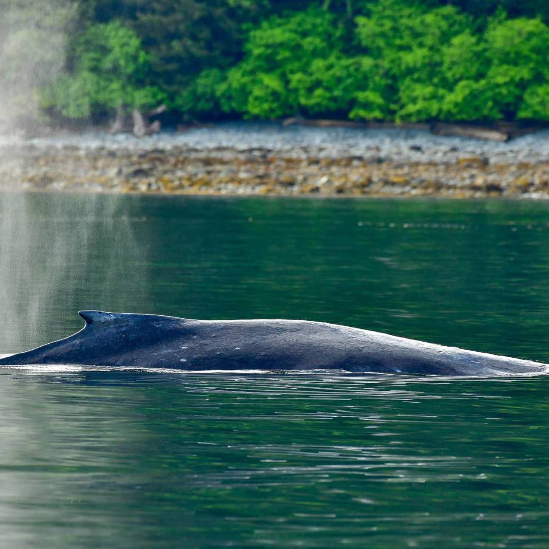 Wildlife is a unique focus on trips to Haida Gwaii | Phillip Stone