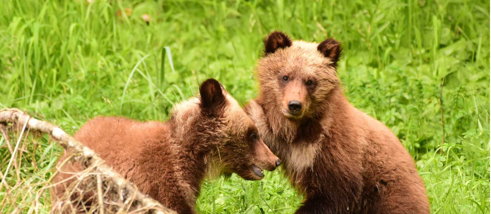 A pair of young grizzly cubs playing