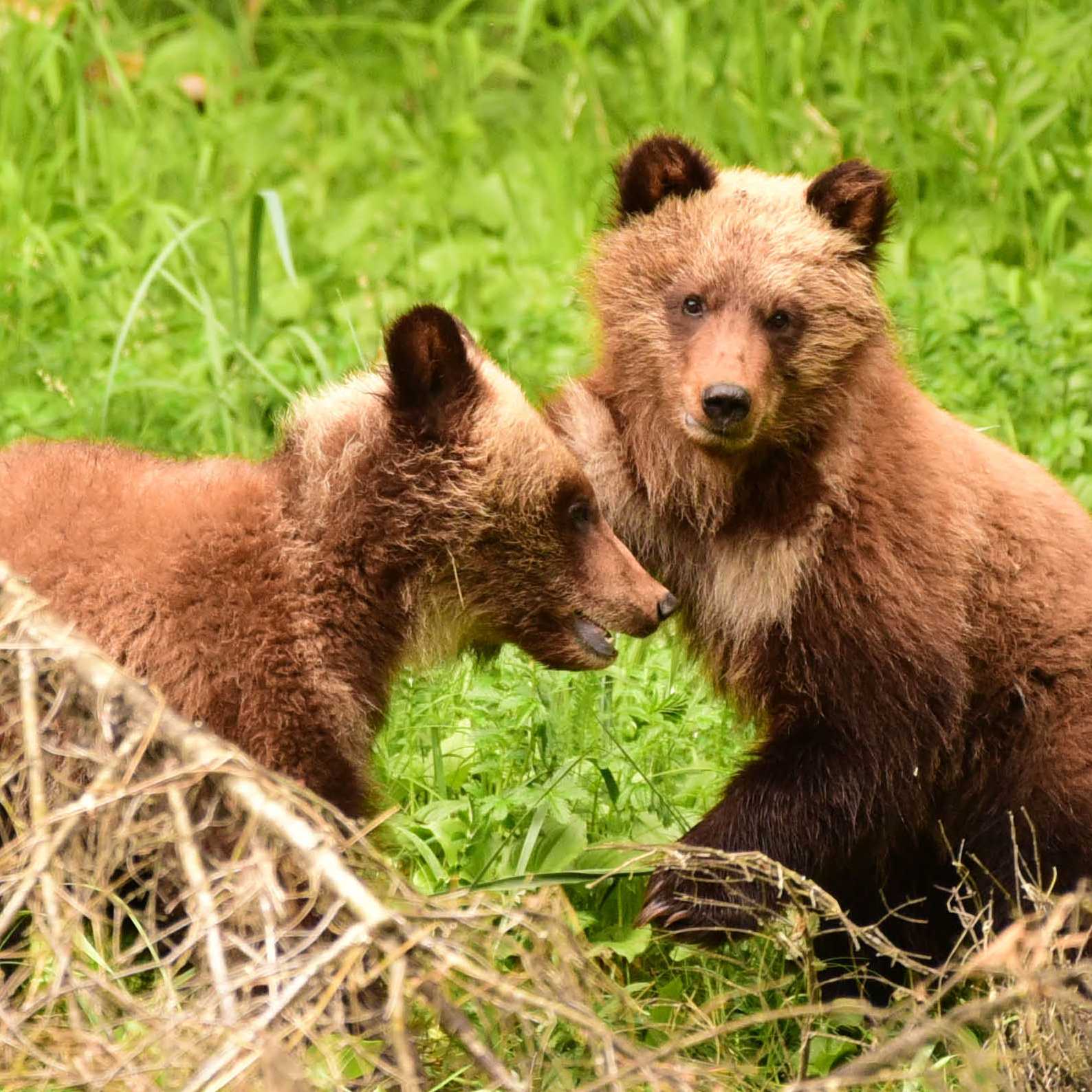 A pair of young grizzly cubs playing