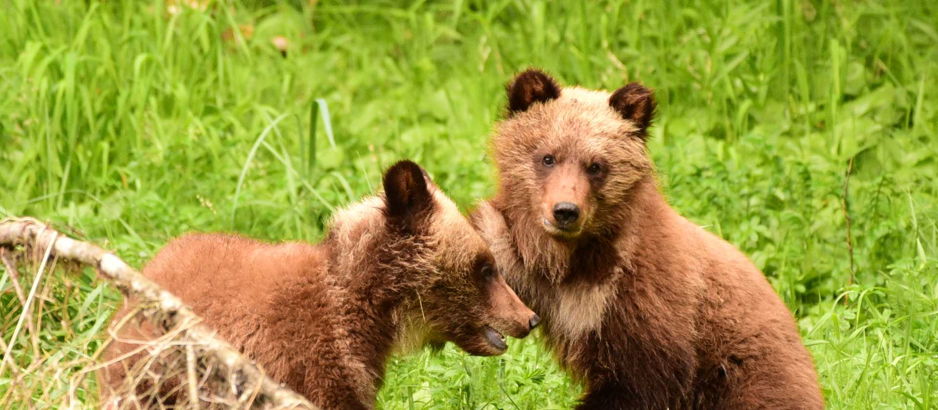 A pair of young grizzly cubs playing