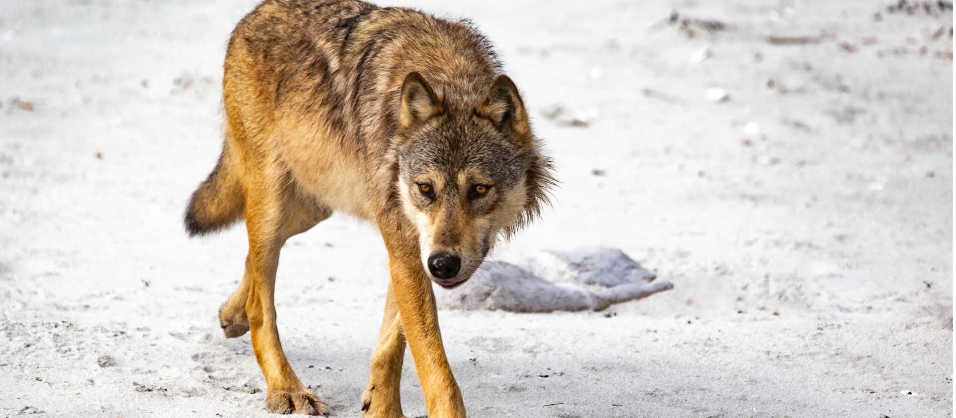 A coastal wolf, British Columbia