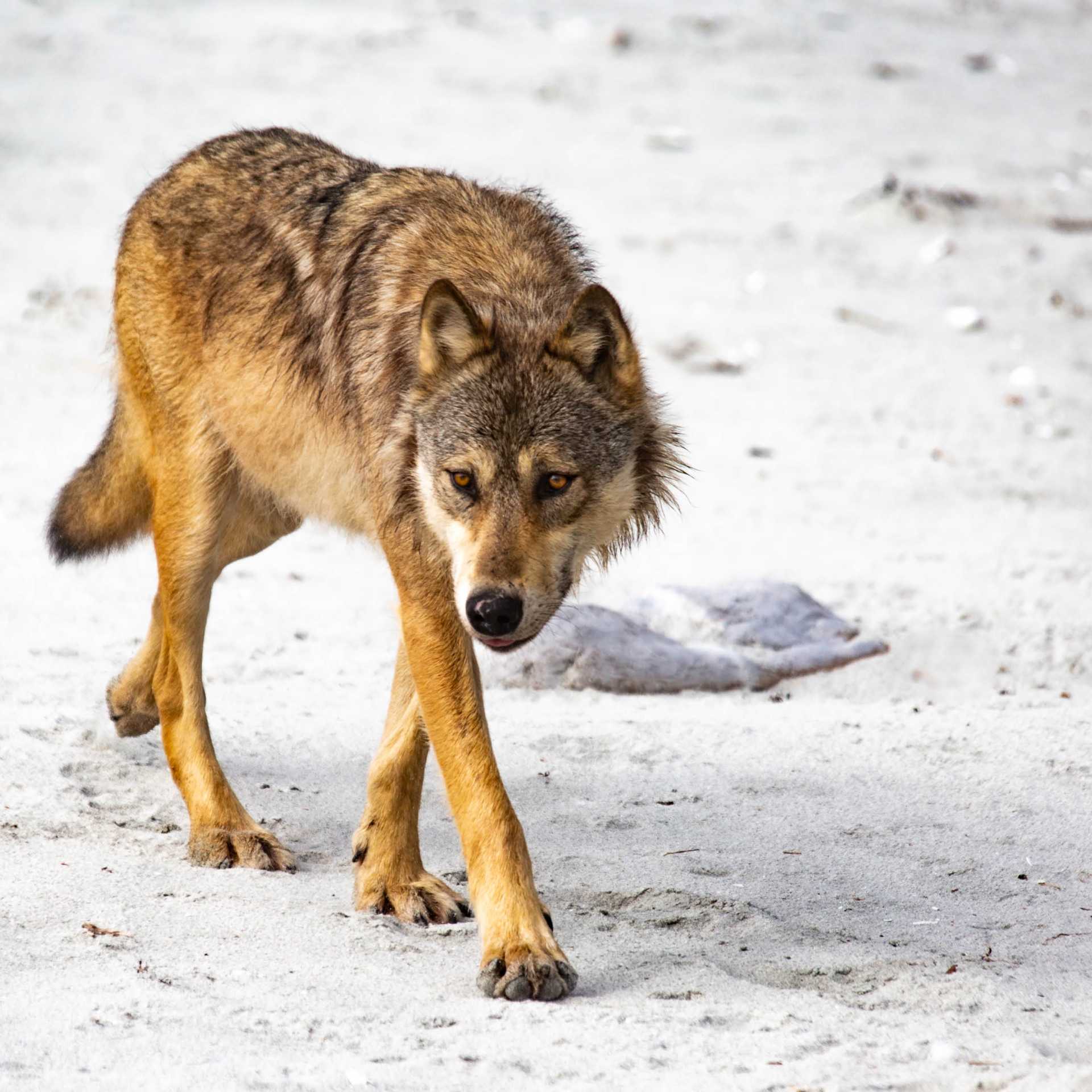 A coastal wolf, British Columbia