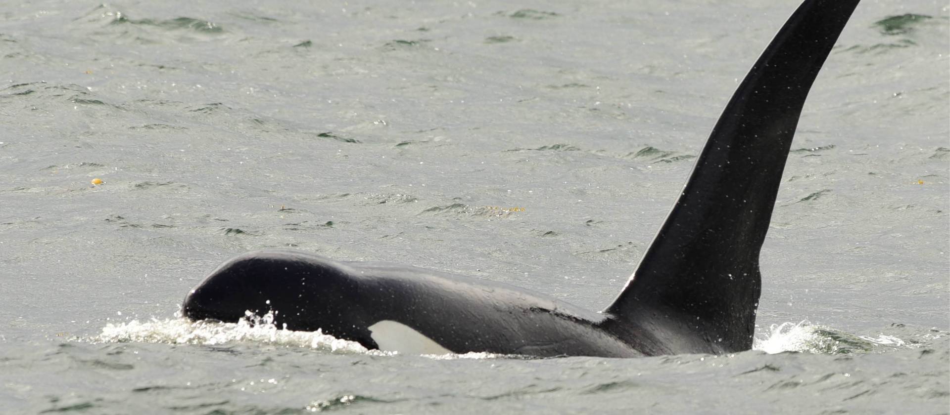 Wildlife is a unique focus on trips to Haida Gwaii