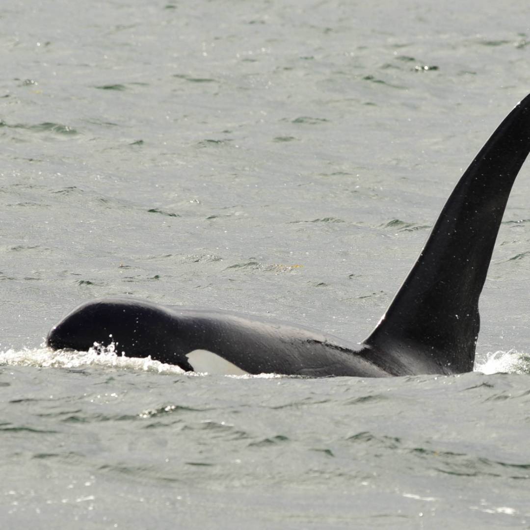 Wildlife is a unique focus on trips to Haida Gwaii