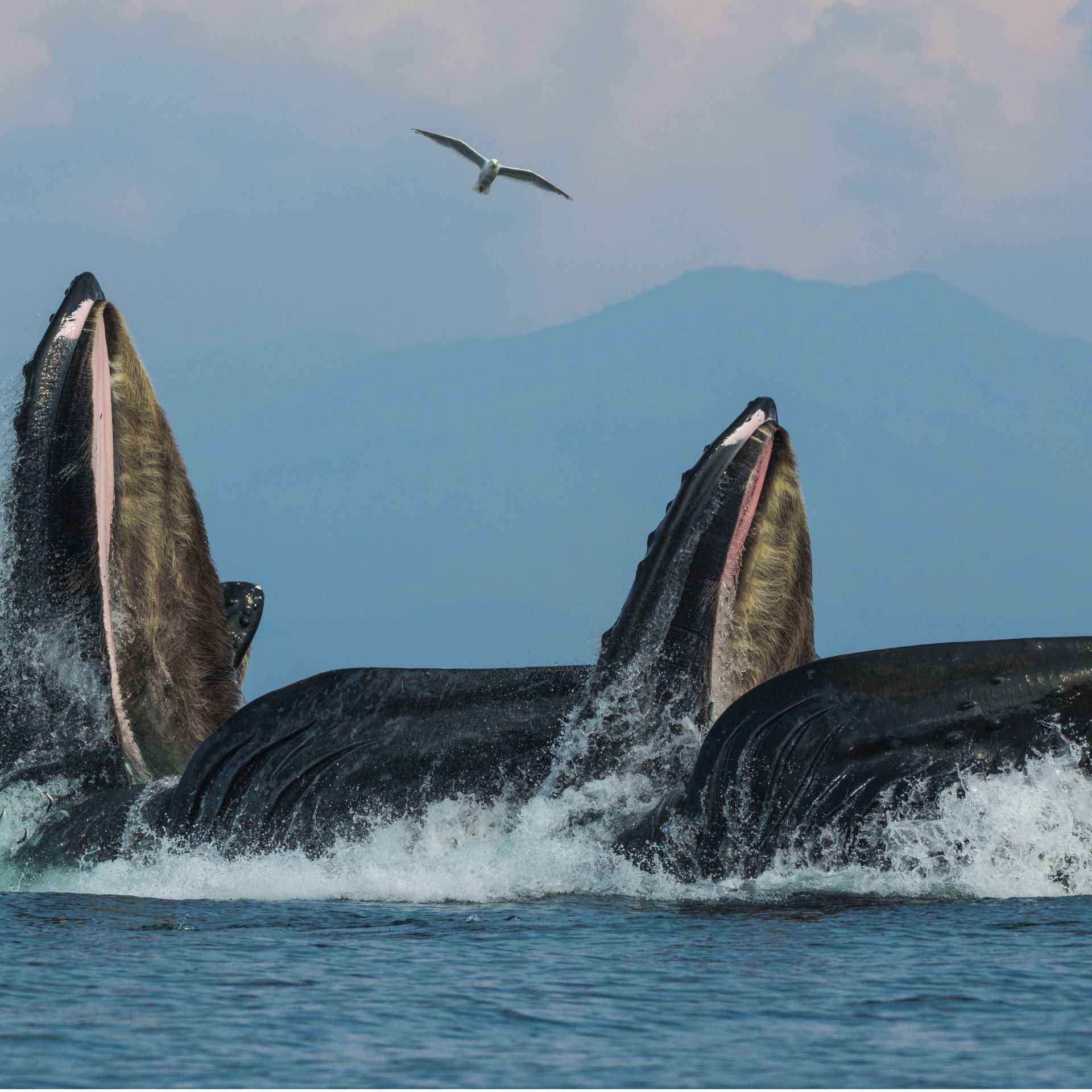 Humpback whales enjoy the spoils of Alaska's nutrient rich waters