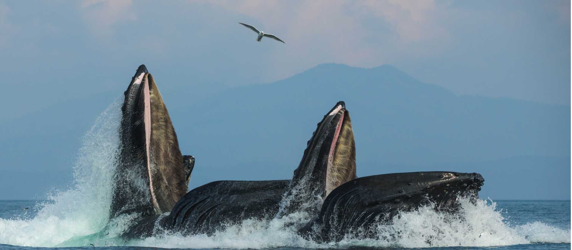 Humpback whales enjoy the spoils of Alaska's nutrient rich waters