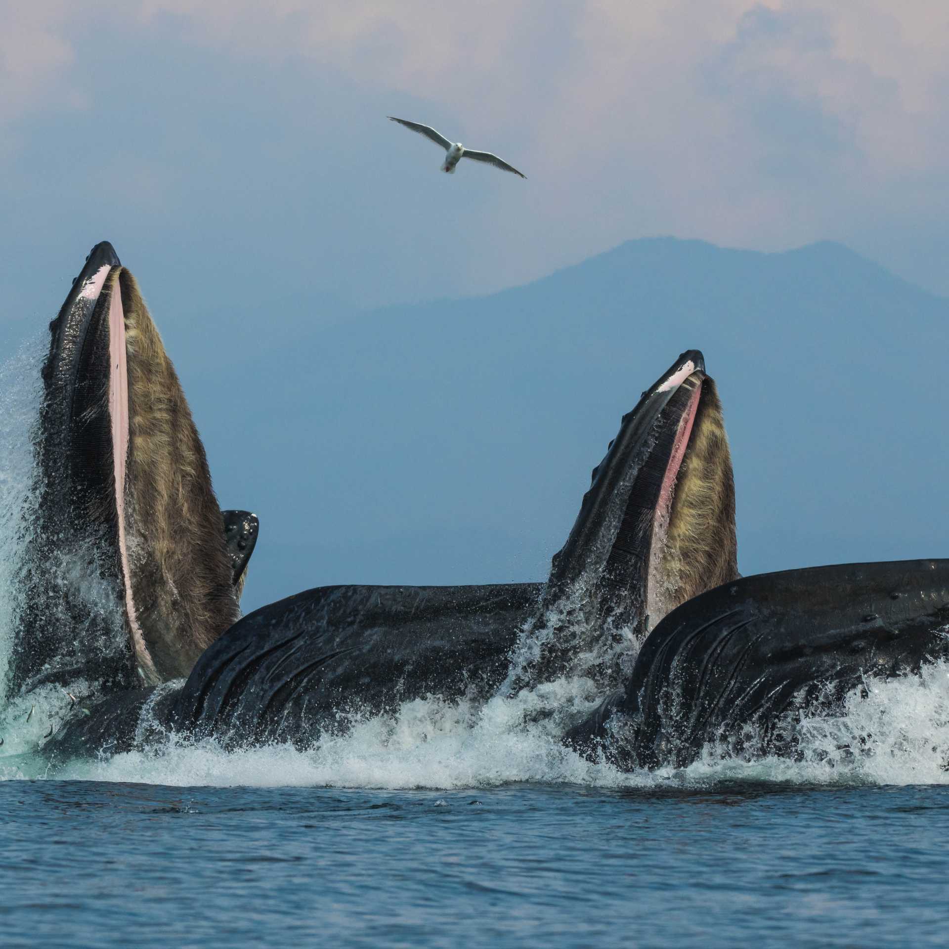 Humpback whales enjoy the spoils of Alaska's nutrient rich waters