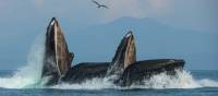Humpback whales enjoy the spoils of Alaska's nutrient rich waters