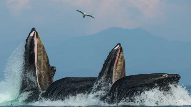 Humpback whales enjoy the spoils of Alaska's nutrient rich waters