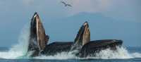 Humpback whales enjoy the spoils of Alaska's nutrient rich waters
